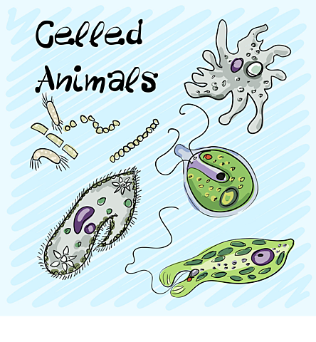 First animal (single celled animals) evolved (700 million years ago)