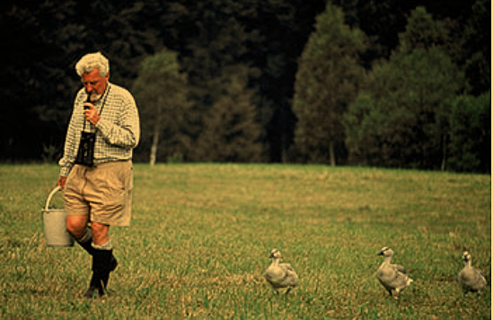 Konrad Lorenz (1903–1989) discovers imprinting in animals