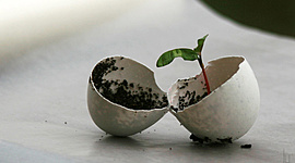 Timeline: Le renouveau