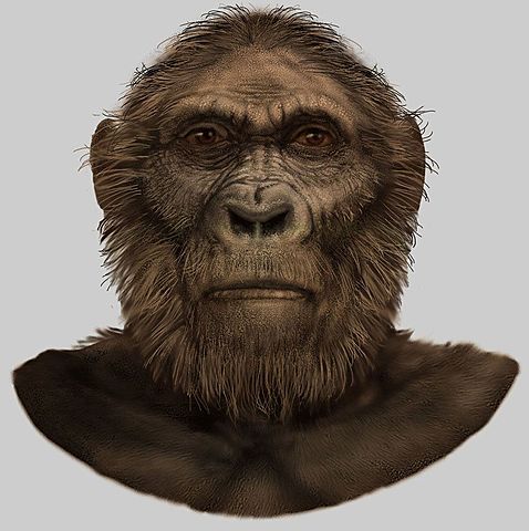 Paranthropus robustus
