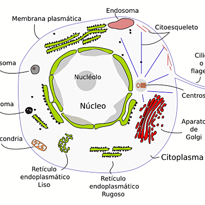 Timeline: TEORÍA CELULAR