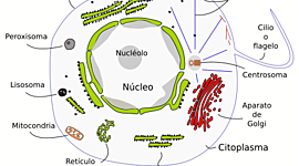 Timeline: TEORÍA CELULAR