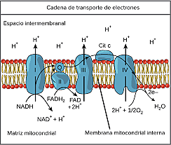 SÍNTESIS DE ELECTRONES