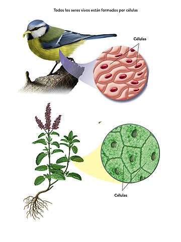 MATHIAS SCHLEIDEN Y TEODOR SCHANN