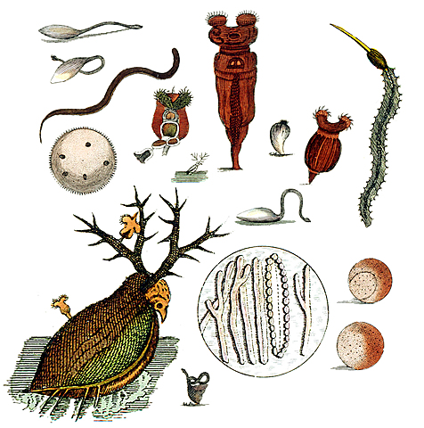 ANTON VAN LEEUWENHOEK