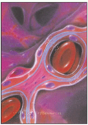 Experimentos con celulas madres