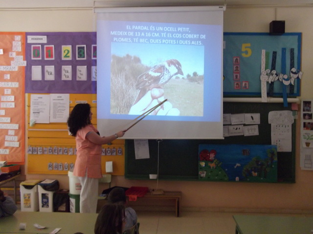 Estudiem el pardal amb el projector!