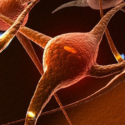 Timeline: Les cinq âges de développement physique du cerveau