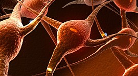 Timeline: Les cinq âges de développement physique du cerveau