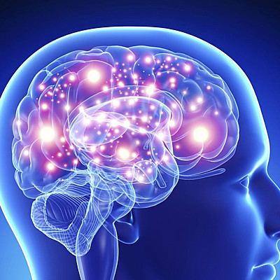 Timeline: Le développement du cerveau