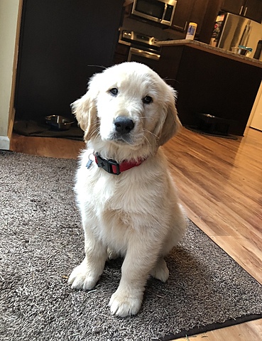 Got my dog, Maverick