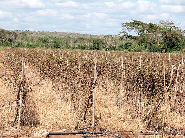 La gran Sequía de Yucatán