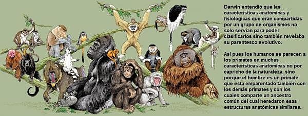 Origen de las Especies