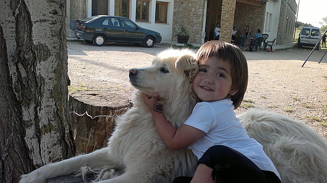 AQUEST ES EL MEU GOS