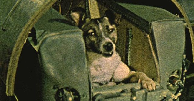 Primer ésser viu en orbita