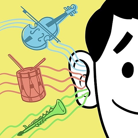 Los oídos y la audición