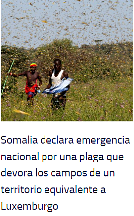 Somalía declara emergencia nacional por plaga de langostas