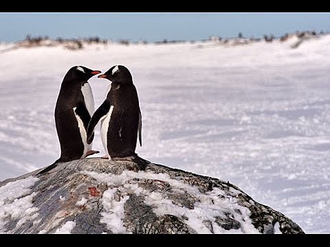 O pinguim encontrou alguém para namorar