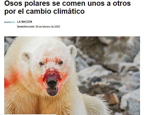 Osos Polares se vuelven canibales