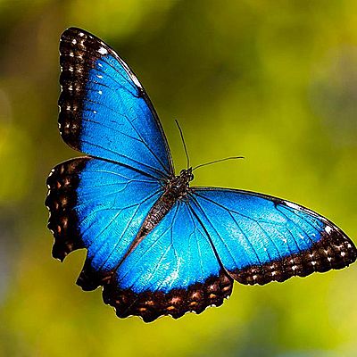 Timeline: Metamorfosis de la Mariposa