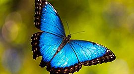 Timeline: Metamorfosis de la Mariposa