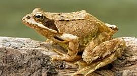 Timeline: Metamorfosis de la rana