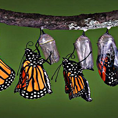 Timeline: Metamorfosis