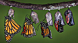 Timeline: Metamorfosis