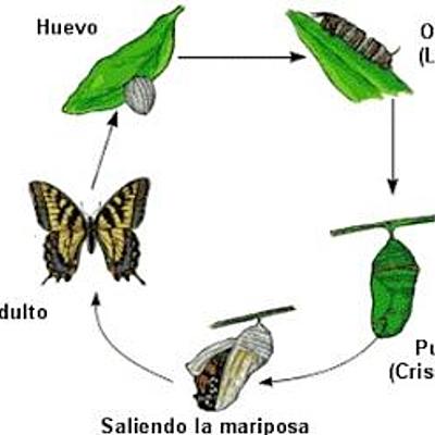 Timeline: Metamorfosis de la mariposa