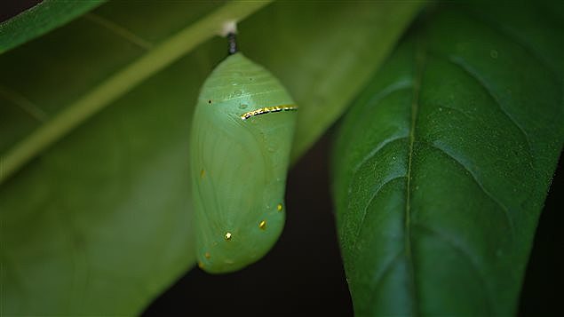 oruga se transforma en pupa