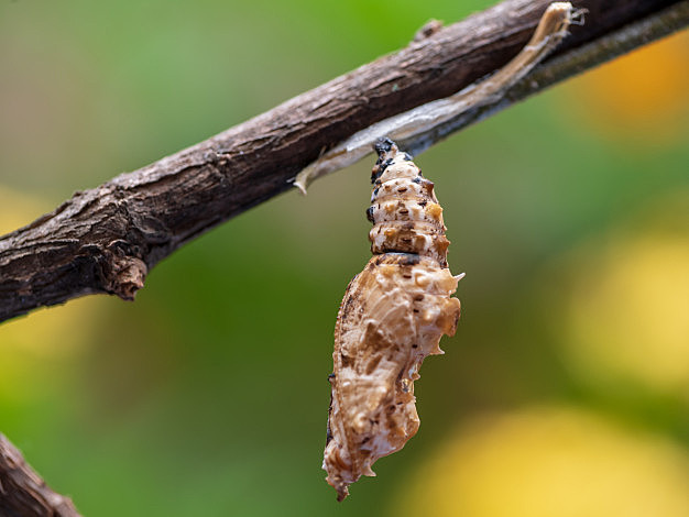 Etapa de crisálida o capullo