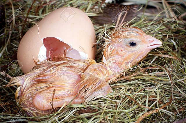 Formación de huevo