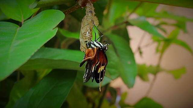 la  pupa se transforma en mariposa