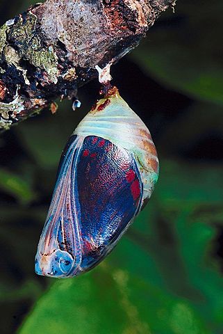 Etapa de la crisálida