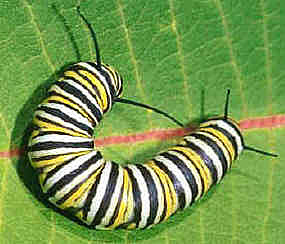 Larva u oruga