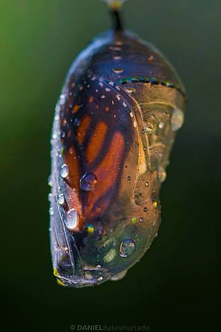 El capullo, pupa o crisálida