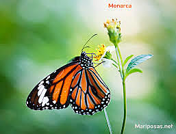 La mariposa o el adulto