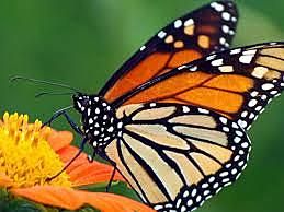 Etapa de mariposa o adulta