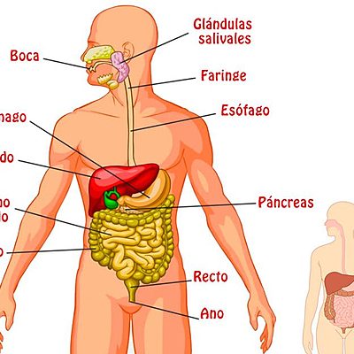 Timeline: INVESTIGACIÓN SISTEMA DIGESTIVO