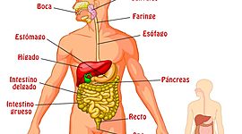 Timeline: INVESTIGACIÓN SISTEMA DIGESTIVO