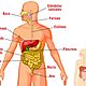 Sistema digestivo organos partes e1519305560492