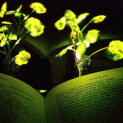 Glowing Plants.