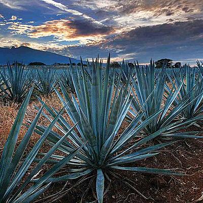 Timeline: History of tequila
