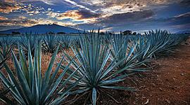 Timeline: History of tequila