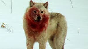 Saul doesn't kill all the Amelekites