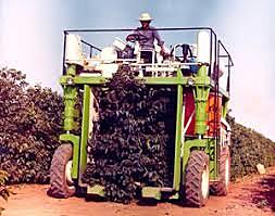 shunji faz maquina para melhorar plantacao