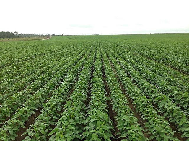 Crescimento da produção agrícola