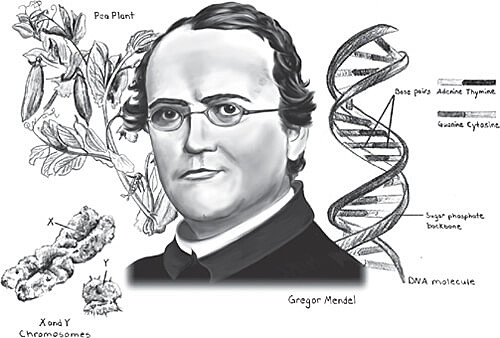 Gregor Mendel