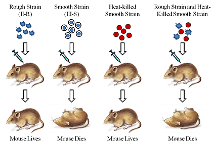 Oswald Avery Colin MacLeod and Maclyn McCarty