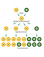 1866. Teorría de Mendel.  Ensayo sobre los híbridos en vegatales.
